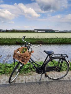 Fietsen in de bloembollenstreek