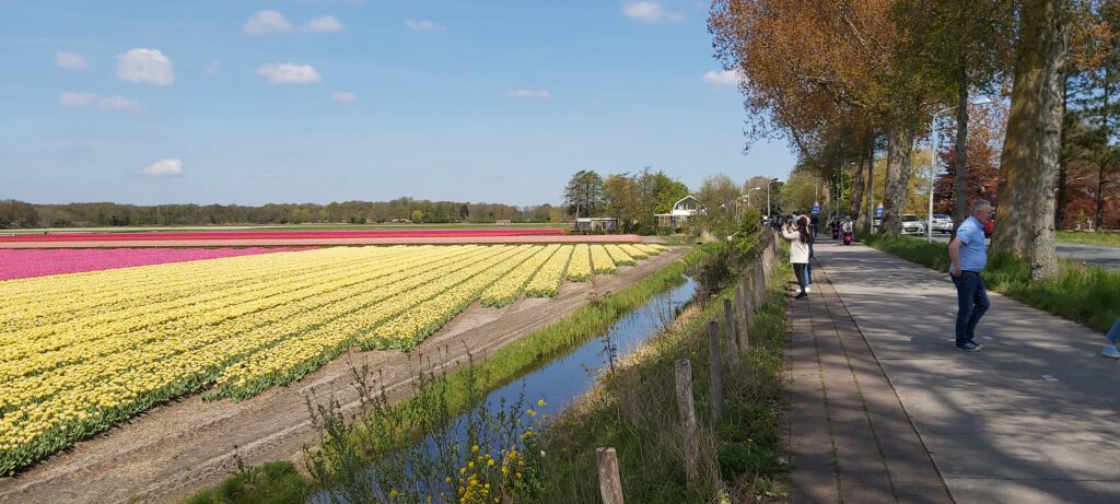 Bloemenvelden tussen Vogelenzang en de Zilk. Duin en Bloemenzicht