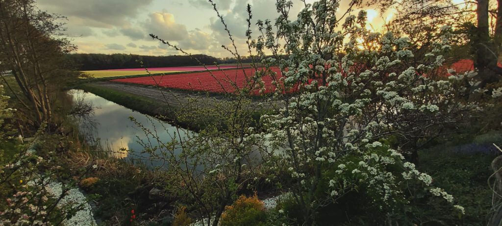 Duin en bloemenzicht Vogelenzang